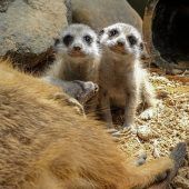 In der Nähe von Mama