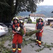Ast fällt auf zwei Autos