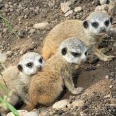 Putziges Trio