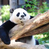Nachwuchs bei Pandas