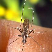 Asiatische Stechmücken gesucht