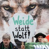 Erneut Wolfsalarm in Egg