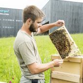 Neuer Lebensraum für Bienen
