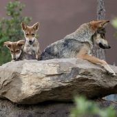 Fehlende Wolfslobby