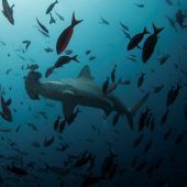 30 neue Tierarten vor den Galapagos-Inseln entdeckt