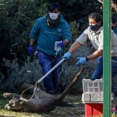 Wilder Puma auf Spaziergang sorgt in Nobelvorort für Aufregung