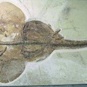 Zwischen Hai und Rochen: Der evolutionäre Vorteil der Meerengel