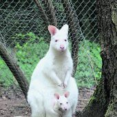 Kaiserslautern sucht Albino-Känguru-Baby