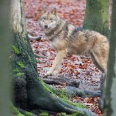 Tiergemetzel im Silbertal und ein dringend Tatverdächtiger