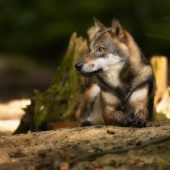 Abschied von Wildpark-Wölfin