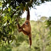 Arien, wenn Gefahr droht: Gibbons warnen singend vor Raubtier