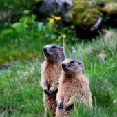 Exkursion zu den Alpenbewohnern mit Pfiff