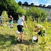 Bregenzer Stadtgärtner als Winzer im Einsatz