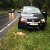 Alle 29 Stunden ein Wildunfall in Vorarlberg