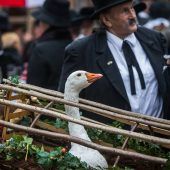Martiniwoche ersetzt den Martinimarkt