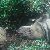 Hoffnung für das Java-Nashorn