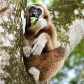 Gibbons warnen singend vor Raubtieren