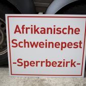 Schweinepest erreicht Deutschland
