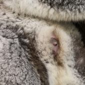 Gelungener ­Schnappschuss