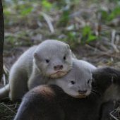 Flauschiger Nachwuchs