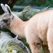 Lama-Nachwuchs