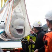 Aus Aquarium befreite Weißwale schwammen erstmals im Meer
