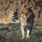 Tigerhandel in Europa floriert