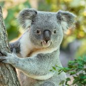 Koala-Nachwuchs in Schönbrunn