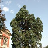 Dornbirns grüne Methusalems