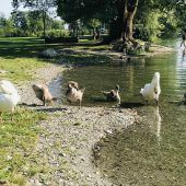 Tierschützer wettern gegen Schwanenabschuss