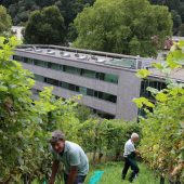 Weinlese unter der Schattenburg
