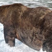 Dickster Bär Alaskas gekürt
