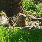 Murmeltier-Trio im Wildpark