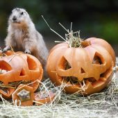 Halloween im Zoo: Von wegen gruselig!