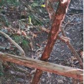 Heimtückische Falle auf Wanderweg