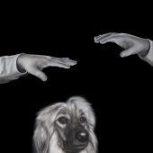 Katz und Hund in Trance