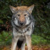 Fräulein Wölfin ist im Wildpark angekommen