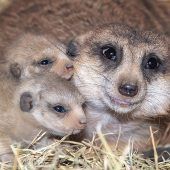 Knuddeliger Nachwuchs