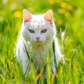 Gefährliche Zone für Katzen in Lauterach