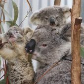 Stress gefährdet Koalas