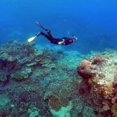 500 Meter hohes Korallenriff im Great Barrier Reef entdeckt