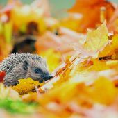 Tierische Helfer im Garten