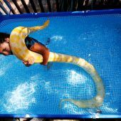 Inbar und Belle ­gemeinsam im Pool