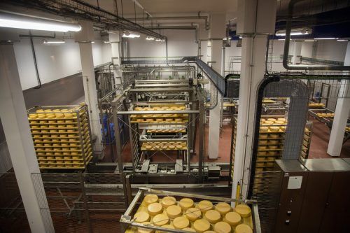 Industrie 4.0 und ein Muster an Nachhaltigkeit: Die Käsepflege im neuen Kompetenzzentrum der Vorarlberg Milch funktioniert vollautomatisch.  VN/Paulitsch