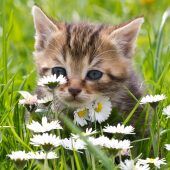 Intensive Suche nach Katzenhasser