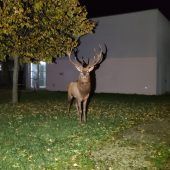 Brunftiger Hirsch „Maxl“ suchte seine neue Partnerin in Salzburg