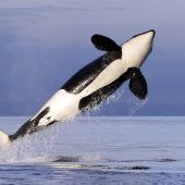 Immer mehr Orca-Angriffe auf Boote vor Spanien und Portugal