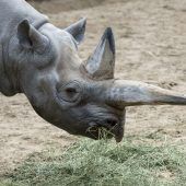 Weltweit ältestes Nashorn gestorben
