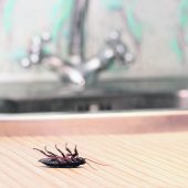 Schädlinge auf Herbergssuche