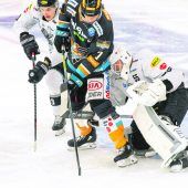 Bulldogs im Monstermodus